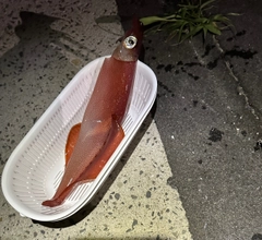 ケンサキイカの釣果