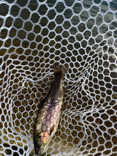 トラウトの釣果