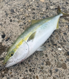 イナダの釣果