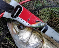 シーバスの釣果