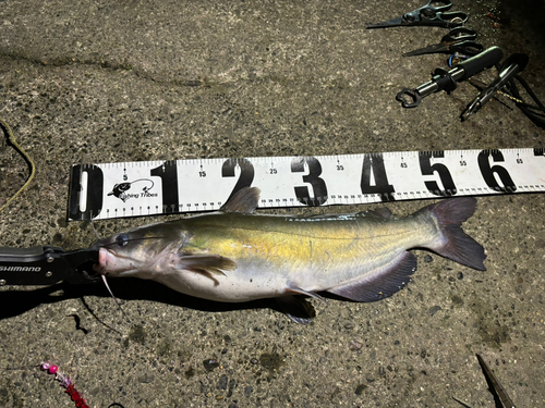 アメリカナマズの釣果