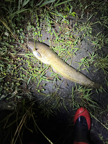 マナマズの釣果