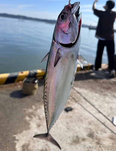 マルソウダの釣果