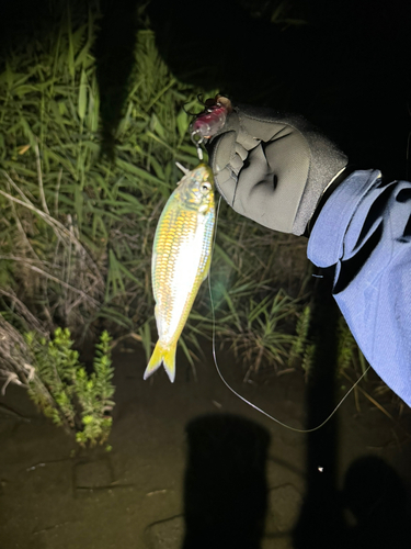 コノシロの釣果