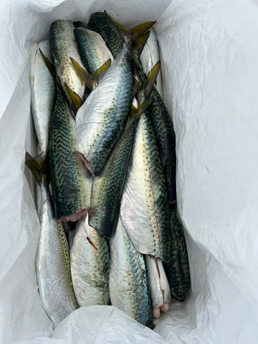 サバの釣果