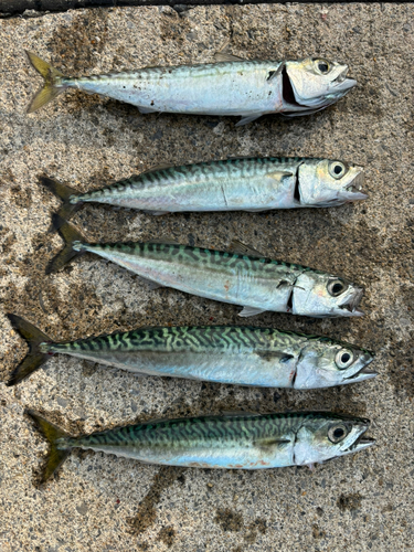 サバの釣果