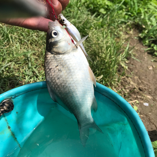 ヘラブナの釣果