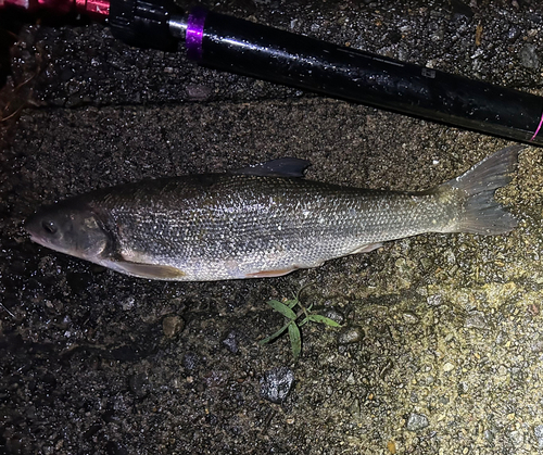 ウグイの釣果