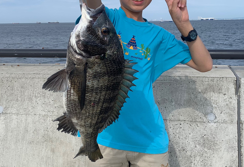 クロダイの釣果