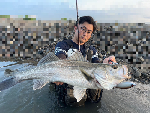 スズキの釣果