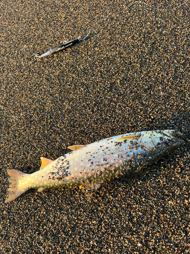 アメマスの釣果