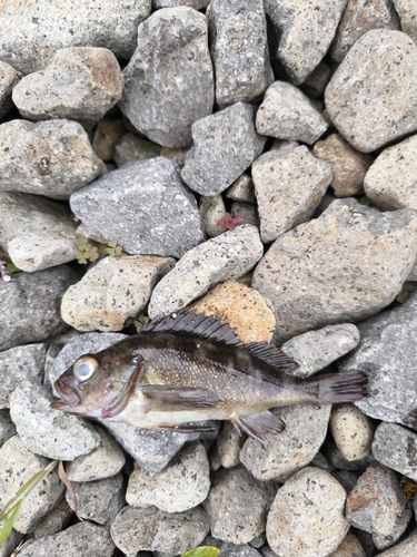 ガヤの釣果