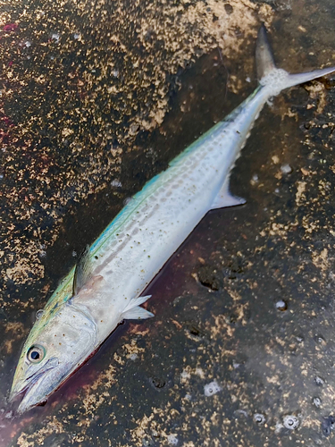 サゴシの釣果