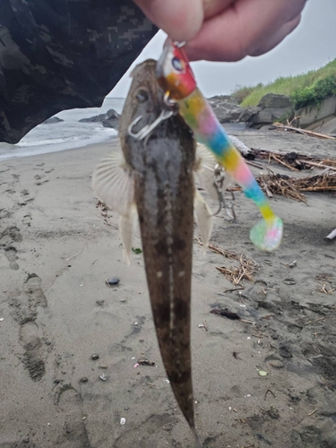 コチの釣果