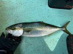 ハマチの釣果