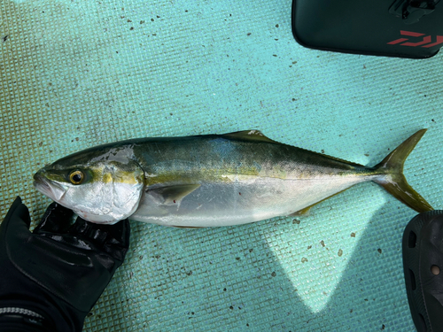 ハマチの釣果