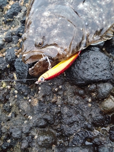 ヒラメの釣果