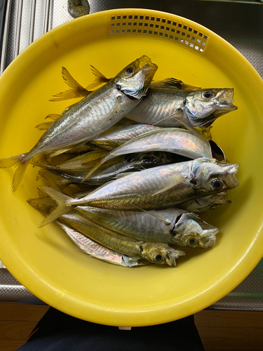 アジの釣果