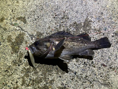 クロソイの釣果