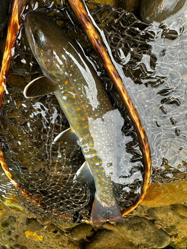 ニッコウイワナの釣果