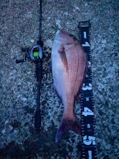 マダイの釣果