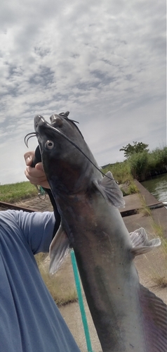 アメリカナマズの釣果