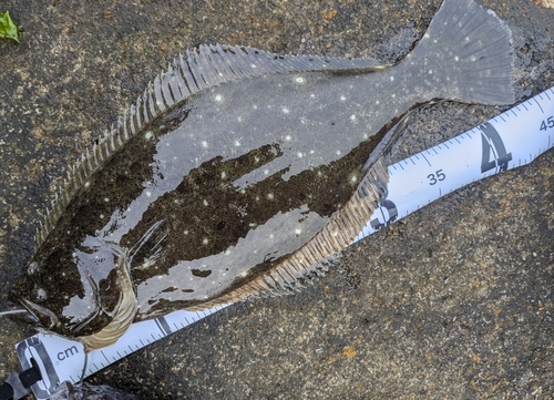 ヒラメの釣果