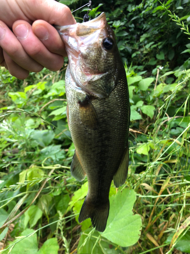 ブラックバスの釣果