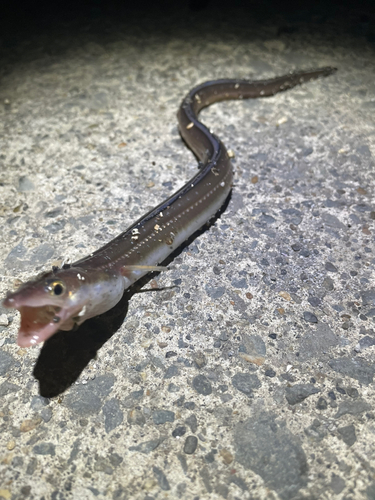 アナゴの釣果