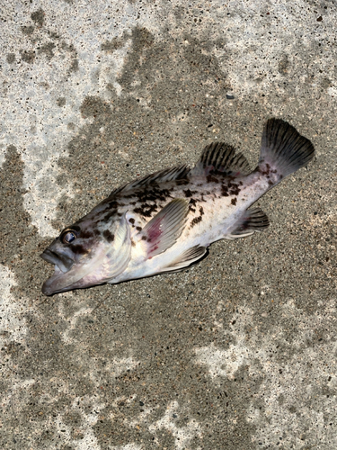 クロソイの釣果