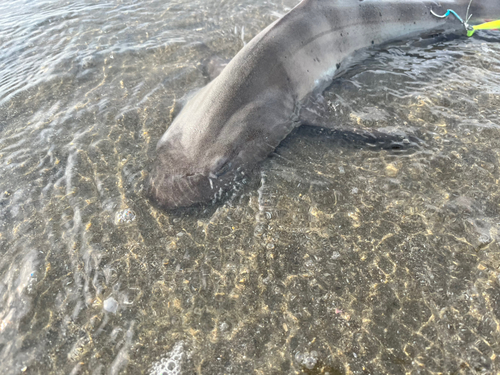 ドチザメの釣果