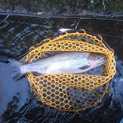 ニジマスの釣果