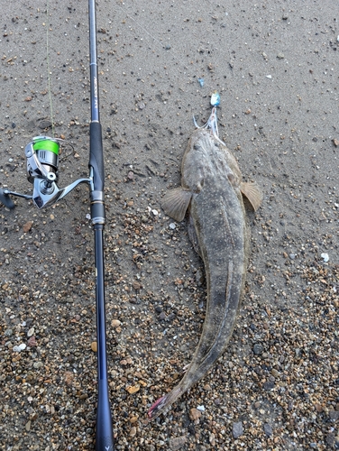 マゴチの釣果