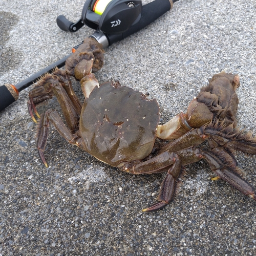 モクズガニの釣果