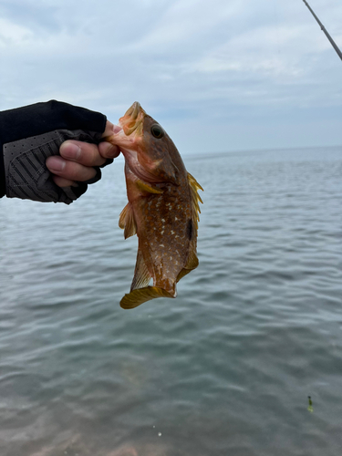 キジハタの釣果