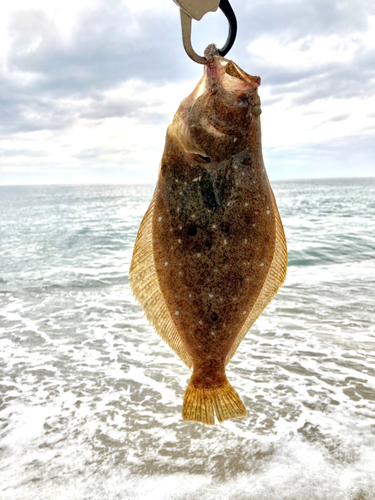 ソゲの釣果