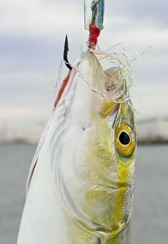 ツバスの釣果