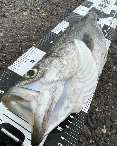 シーバスの釣果