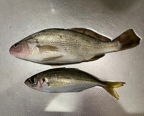 ニベの釣果