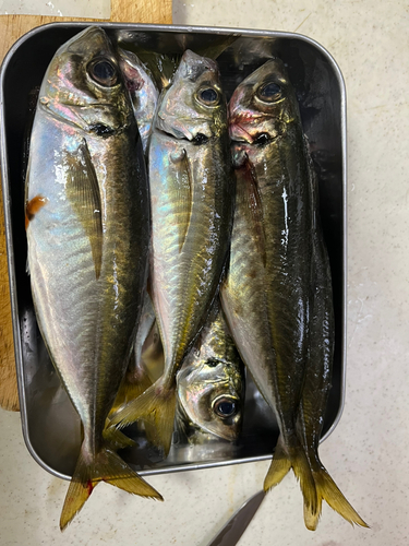 アジの釣果