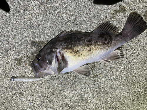 クロソイの釣果