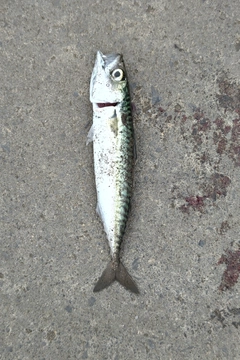 サバの釣果