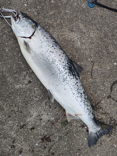 サクラマスの釣果