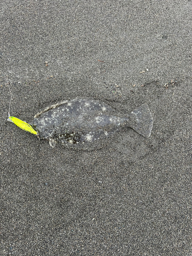 ソゲの釣果