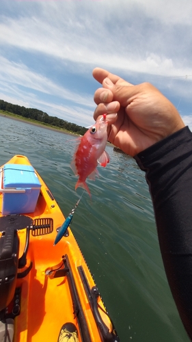 サクラダイの釣果