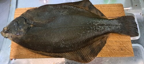 クロガシラガレイの釣果