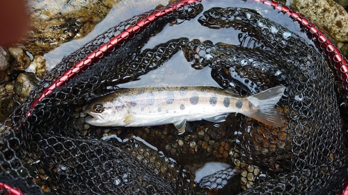 ヤマメの釣果