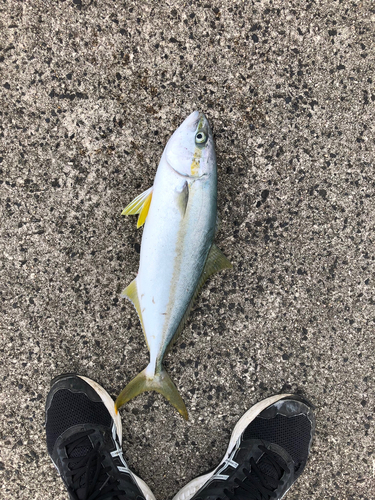 ヒラマサの釣果