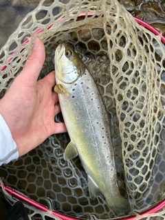 ブラウントラウトの釣果