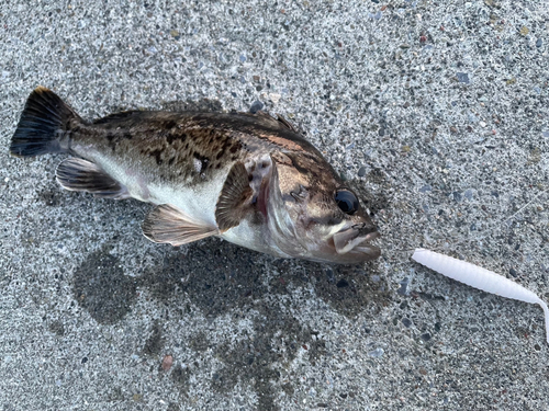 クロソイの釣果